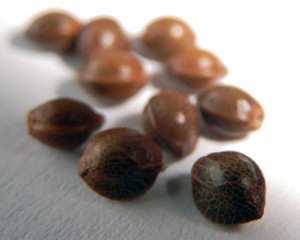shiny-and-smooth-marijuana-seeds-closeup.jpg